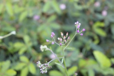 Tarlada Yaprak Bahçesi Vahşi Çiçeği
