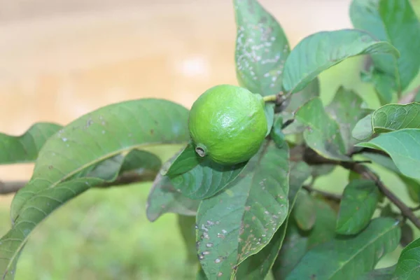 Bitkisel Yaprakla Meyve Guava Tarlasında