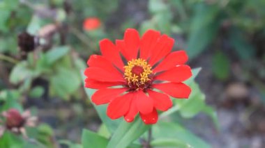 Bitki Yaprağı Doğal Bahçe Bahçesi