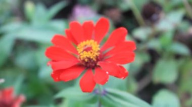 Bitki Yaprağı Doğal Bahçe Bahçesi