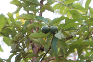 Bitkisel Yaprakla Meyve Guava Tarlasında