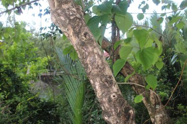 Yeşil Fantezi Doğa Yaprağıyla Orman Ağacı