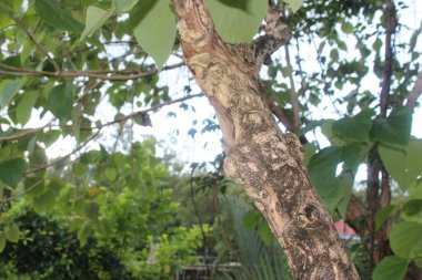 Yeşil Fantezi Doğa Yaprağıyla Orman Ağacı