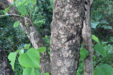 Yeşil Fantezi Doğa Yaprağıyla Orman Ağacı