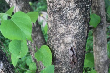 Yeşil Fantezi Doğa Yaprağıyla Orman Ağacı