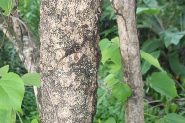 Yeşil Fantezi Doğa Yaprağıyla Orman Ağacı