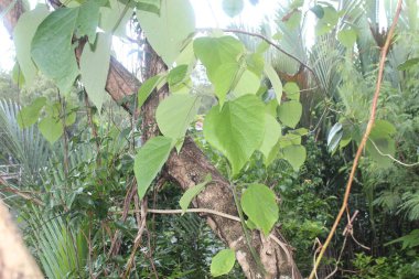 Yeşil Fantezi Doğa Yaprağıyla Orman Ağacı