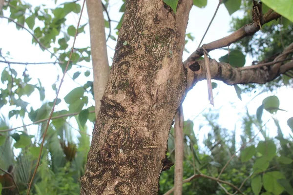 Jungle Tree Forest with a Green Leaf of Fantasy Nature