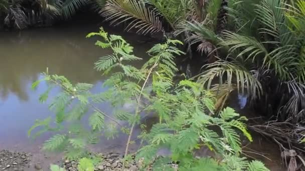 Ріст Природній Пружині Пальмовий Листок Дика Квітка — стокове відео
