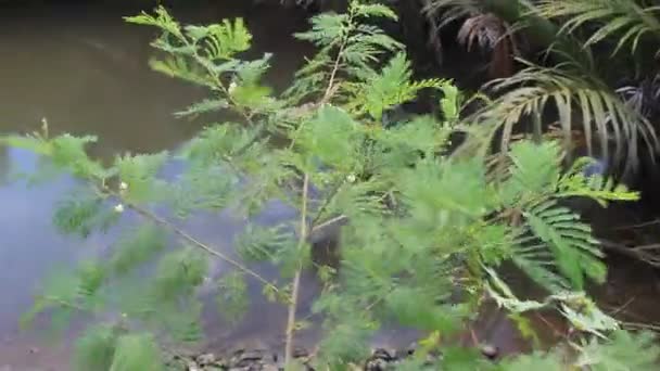 Wzrost Naturalny Wiosna Natura Liść Palmy Dziki Kwiat — Wideo stockowe