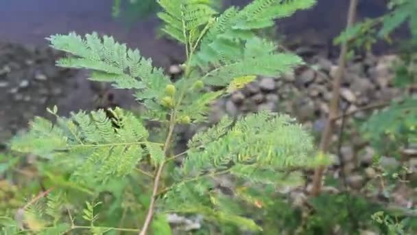 Ріст Природній Пружині Пальмовий Листок Дика Квітка — стокове відео
