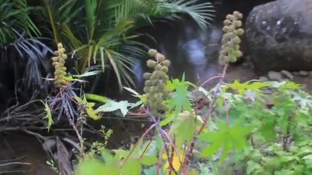 Wzrost Naturalny Wiosna Natura Liść Palmy Dziki Kwiat — Wideo stockowe