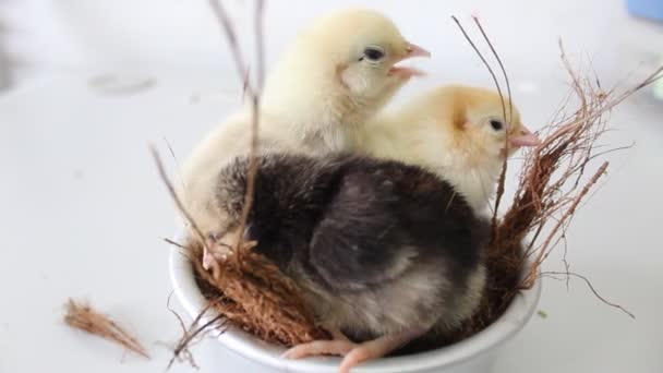 Söta Kycklingar Sällskapsdjur Beautiful Charmig Alumbasen Slät Fjäder — Stockvideo