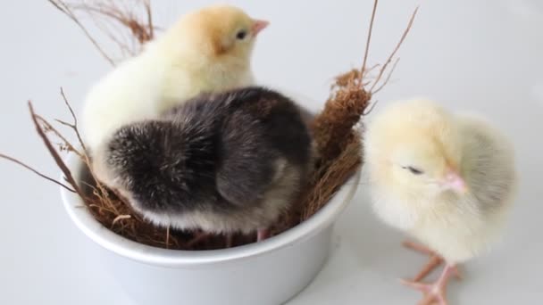 Cute Chicks Pet Beautiful Charming Alum Base Smooth Feather — Stock Video