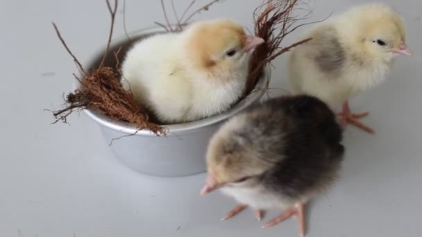 Χαριτωμένο Chicks Pet Beautiful Γοητευτικό Στη Βάση Alum Ομαλή Feather — Αρχείο Βίντεο