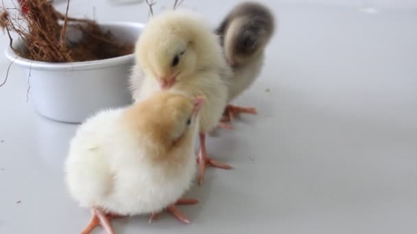 Roztomilé Kuřata Domácí Mazlíček Okouzlující Azylové Základně Hladké Peří — Stock video