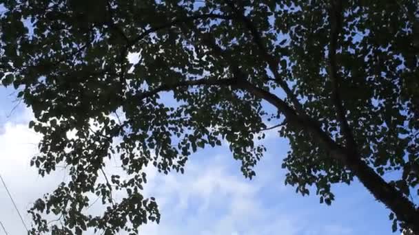 Natura Liść Duże Drzewo Błękitnym Niebie — Wideo stockowe