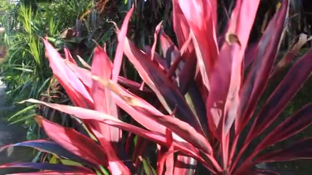Piękno Czerwonego Zielonego Kwiatu Liści Polu Ogrodu — Wideo stockowe