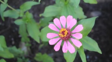 Kırmızı Yeşil Çiçek Taze Yaprak Bahçede