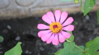 Kırmızı Yeşil Çiçek Taze Yaprak Bahçede