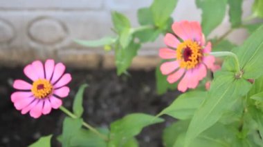 Kırmızı Yeşil Çiçek Taze Yaprak Bahçede