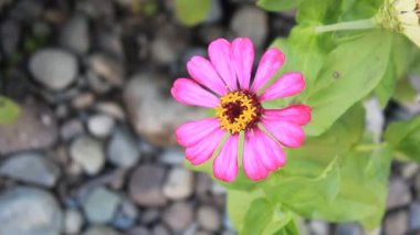 Kırmızı Yeşil Çiçek Taze Yaprak Bahçede