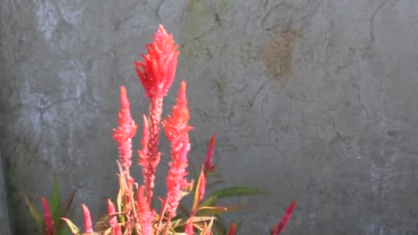 Czerwony Zielony Żółty Kwiat Świeży Liść Ogrodzie — Wideo stockowe