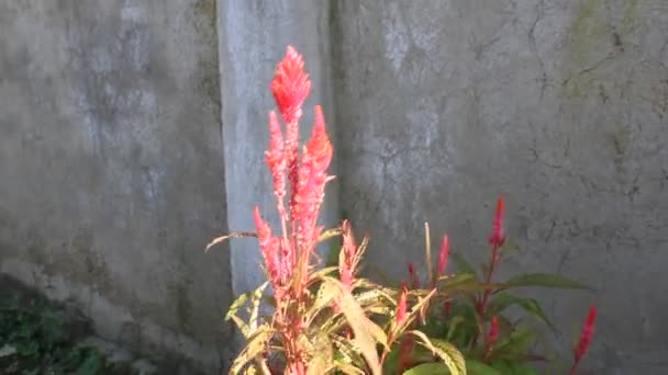 Flor Amarilla Verde Roja Hoja Fresca Jardín — Vídeo de stock