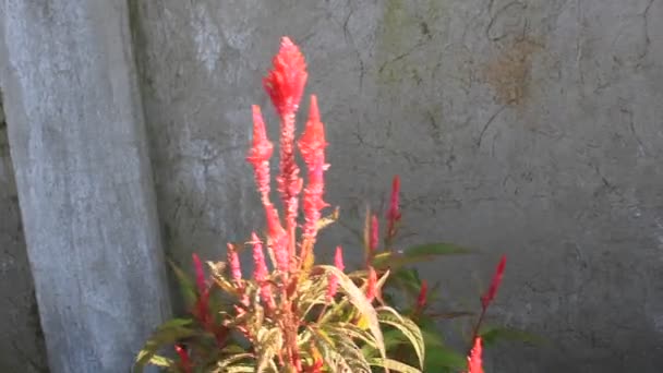 Red Green Yellow Flower Fresh Leaf Garden — Stock Video