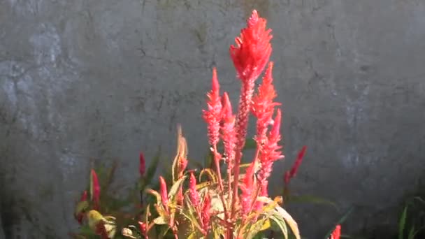 Röd Grön Gul Blomma Färskt Blad Trädgård — Stockvideo