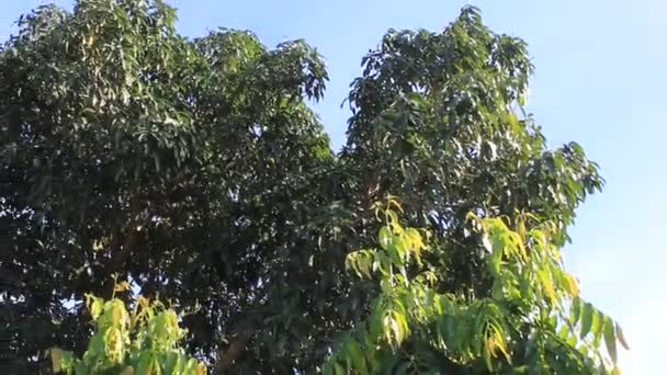 Rot Grün Gelb Blume Frisches Blatt Auf Einem Garten — Stockvideo