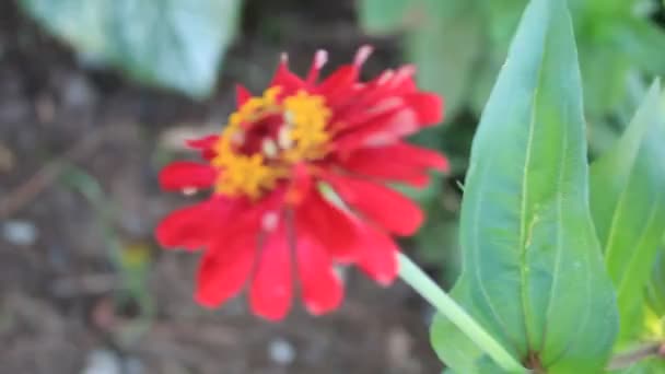 Rot Grün Gelb Blume Frisches Blatt Auf Einem Garten — Stockvideo