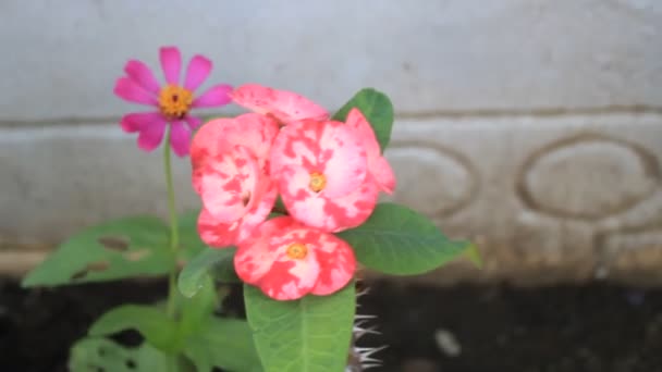 Rot Grün Gelb Blume Frisches Blatt Auf Einem Garten — Stockvideo