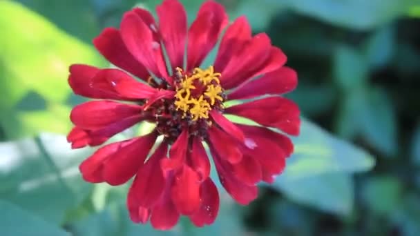 花园上的红绿黄花鲜叶 — 图库视频影像