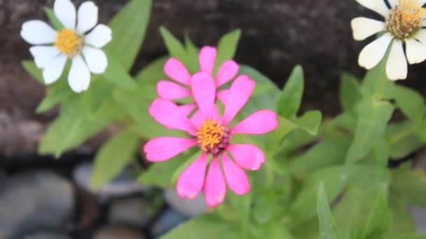 Feuille Fraîche Fleur Jaune Rouge Sur Jardin — Video