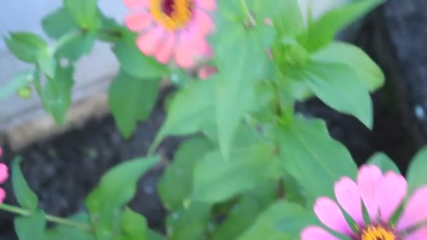 Red Green Yellow Flower Fresh Leaf Garden — Stock Video