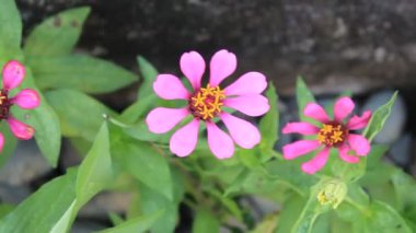 Kırmızı Yeşil Çiçek Taze Yaprak Bahçede