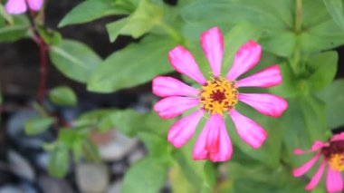 Çiçek bahçesindeki Yaprak Taze Çiçek Doğası