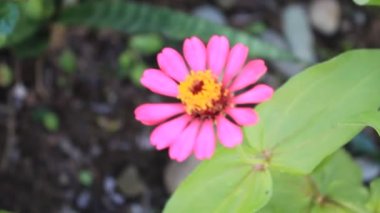 Çiçek bahçesindeki Yaprak Taze Çiçek Doğası