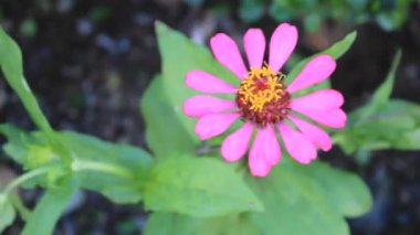 Çiçek bahçesindeki Yaprak Taze Çiçek Doğası