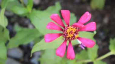 Çiçek bahçesindeki Yaprak Taze Çiçek Doğası