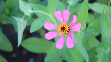 Çiçek bahçesindeki Yaprak Taze Çiçek Doğası