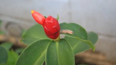 Çiçek bahçesindeki Yaprak Taze Çiçek Doğası