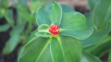 Çiçek bahçesindeki Yaprak Taze Çiçek Doğası