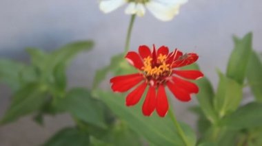 Çiçek bahçesindeki Yaprak Taze Çiçek Doğası