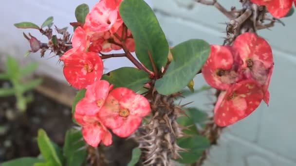 Liść Fresh Flower Nature Kwitnącym Ogrodzie — Wideo stockowe