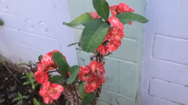 Çiçek bahçesindeki Yaprak Taze Çiçek Doğası