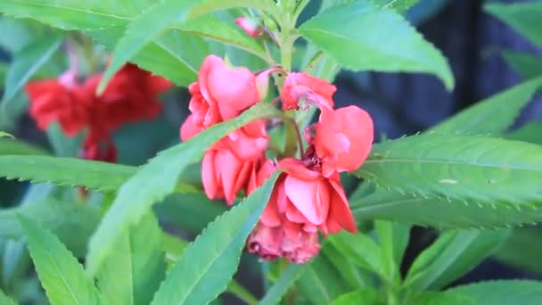 Feuille Fleur Fraîche Nature Sur Blossom Garden — Video