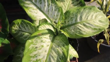 Doğa Süslemesi Bahçedeki Vahşi Çiçek