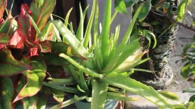 Doğa Süslemesi Bahçedeki Vahşi Çiçek